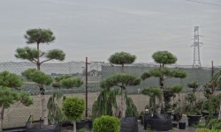 bonsai011
