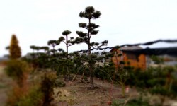 bonsai052